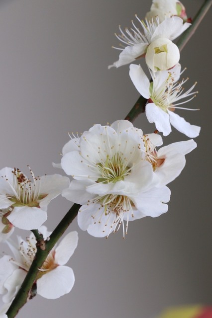 S__43270147.jpg